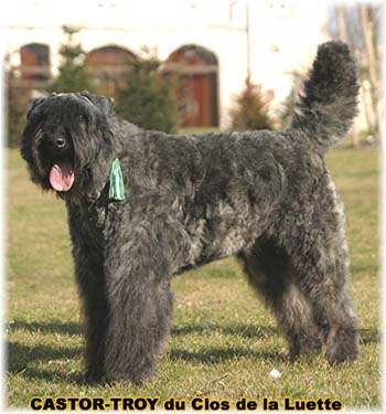 bouvier des flandres du clos de la luette - copyright d&eacute;pos&eacute;